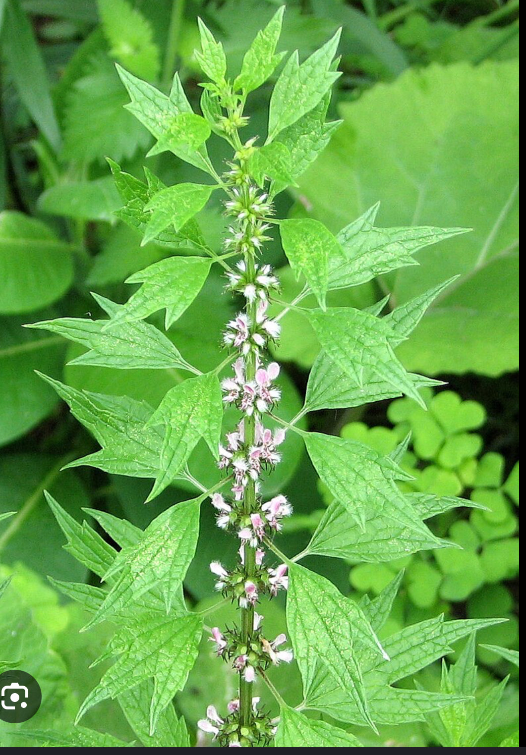Organic Herbs