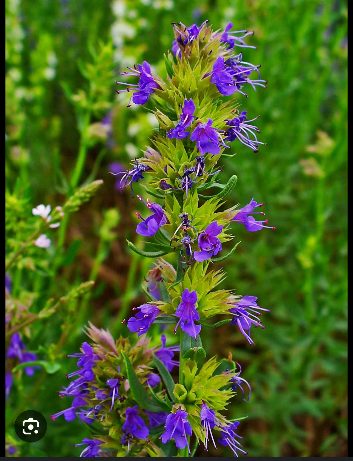 Organic Herbs