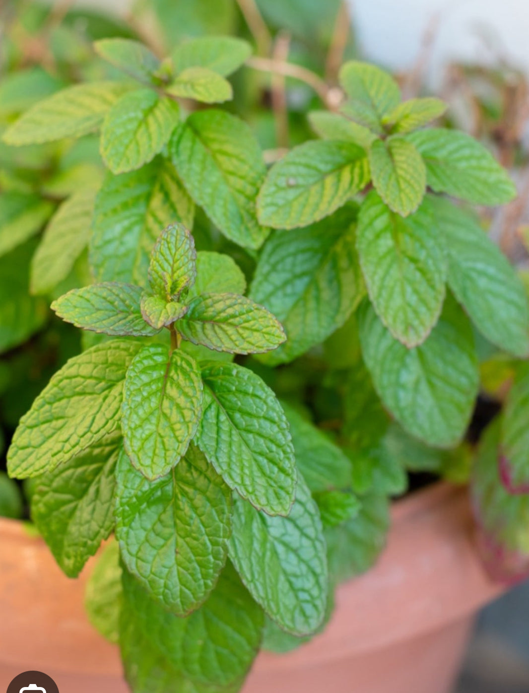 Organic Herbs
