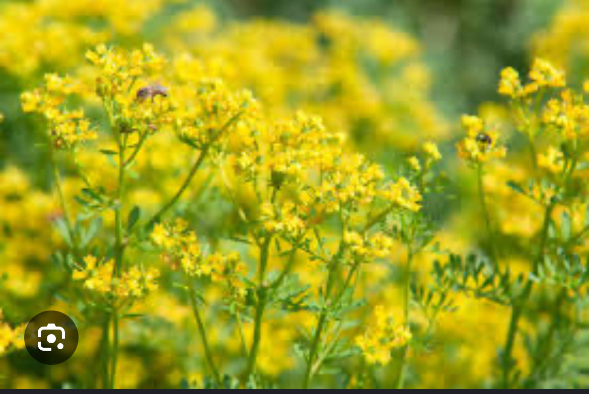 Organic Herbs