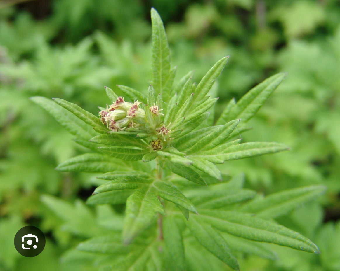 Organic Herbs