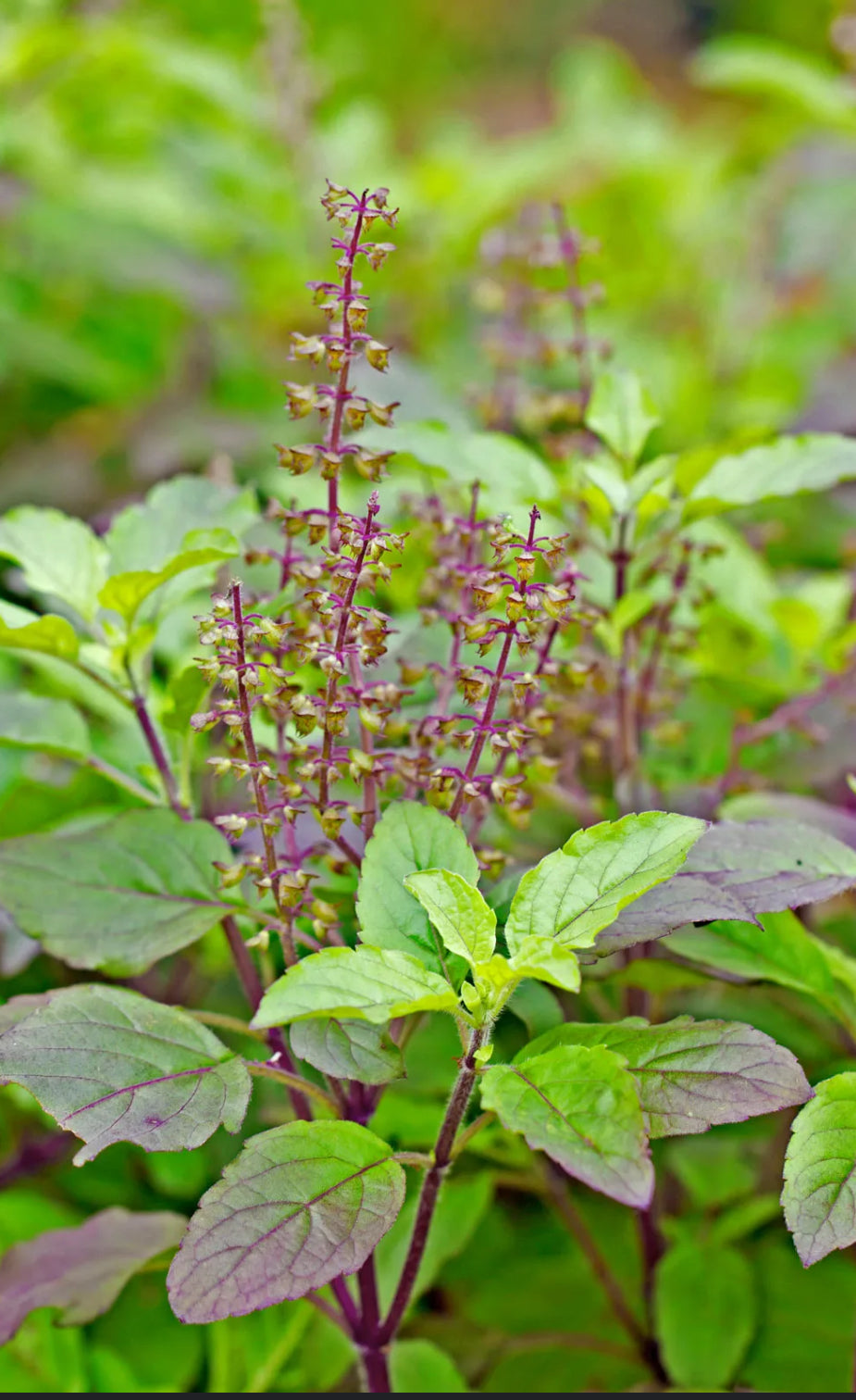 Organic Herbs