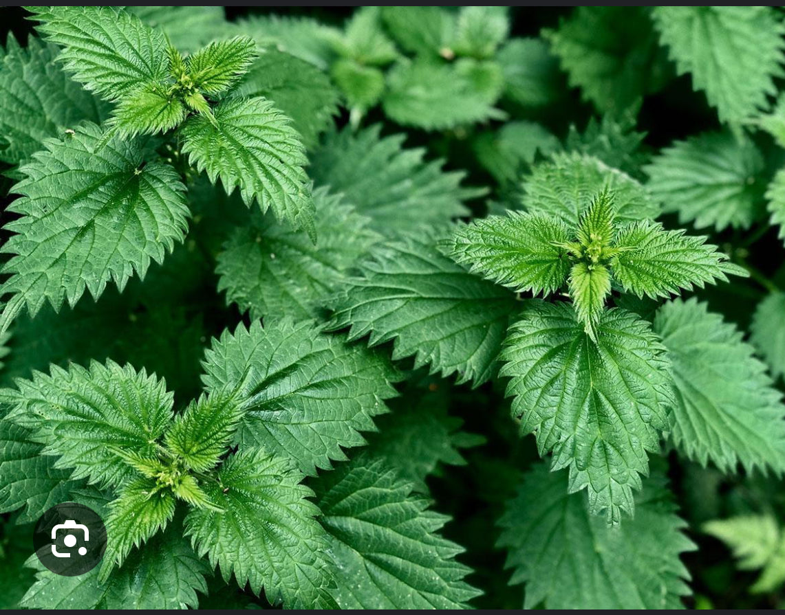 Organic Herbs