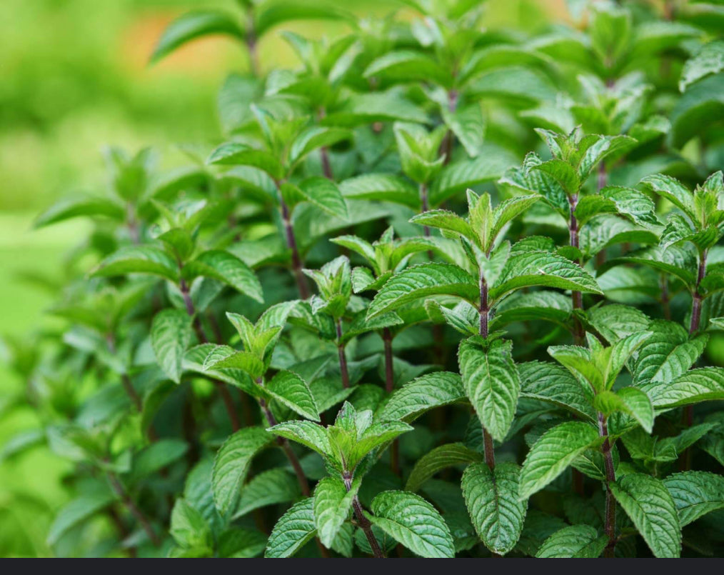 Organic Herbs
