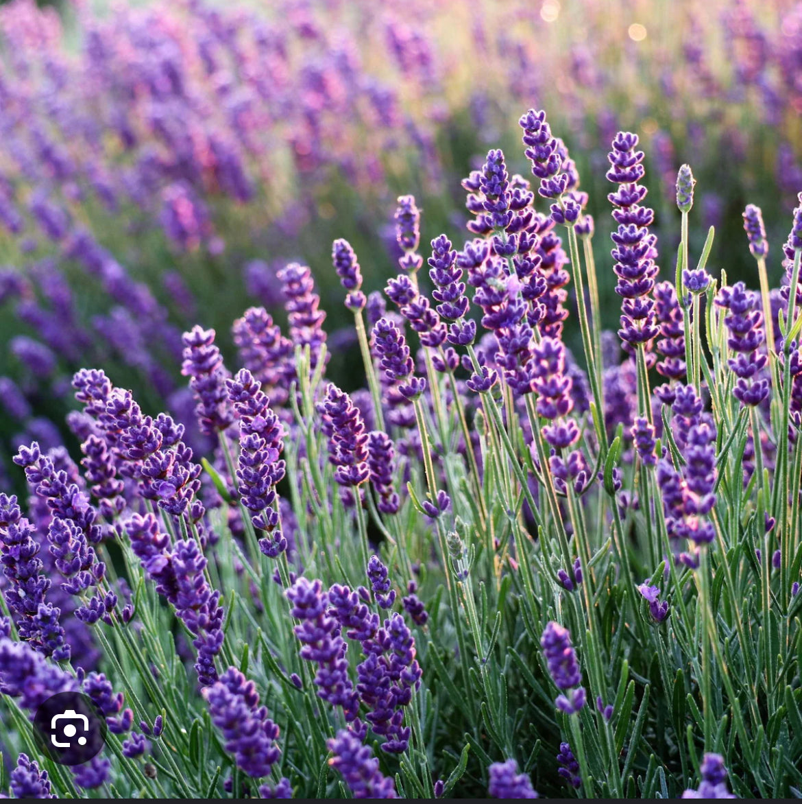 Organic Herbs