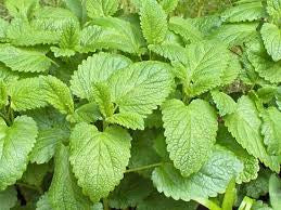 Organic Herbs